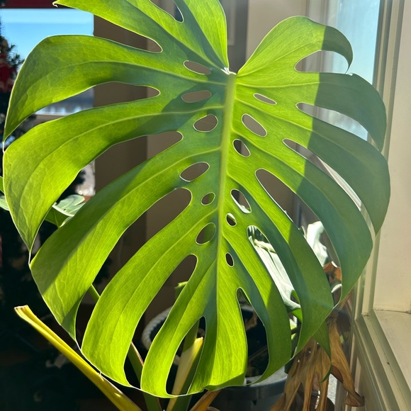 heartis6foot
